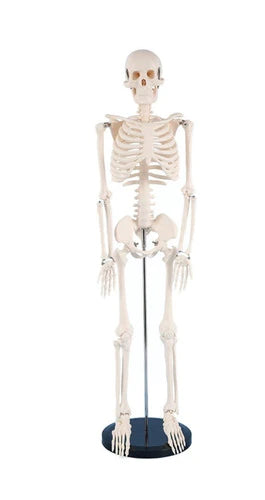 Esqueleto Humano 85cm Articulado Simulacion Real Educativo