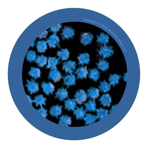 Peluche Resfriado Común Rinovirus Giant Microbes