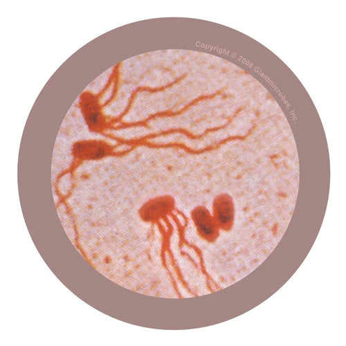 Peluche Fiebre Tifoidea (salmonella Typhi) Giant Microbes