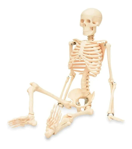 Esqueleto Humano 85cm Articulado Simulacion Real Educativo