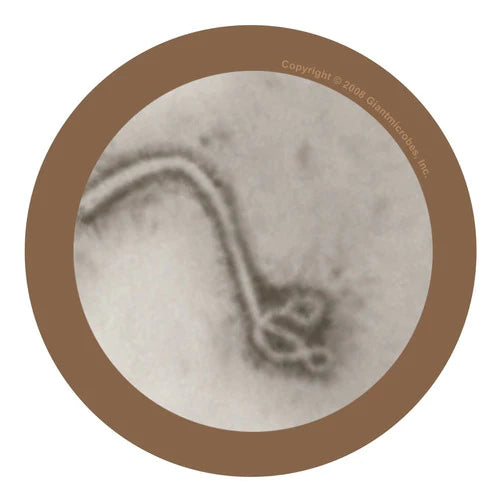 Peluche Ebola Virus Giant Microbes