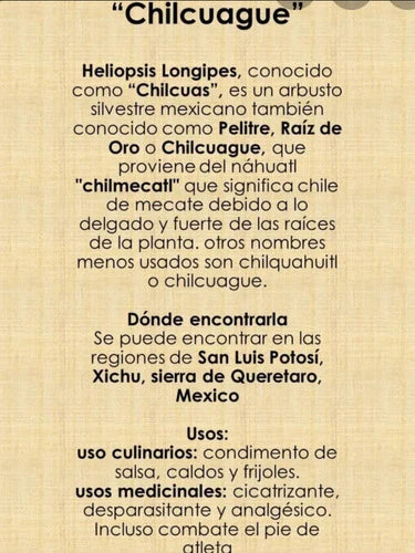 Raíz De Oro / Chilcuague /pelitre (heliópolis Longipes)